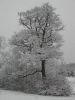 Filename=First_Snow.jpg
Filesize=50KB
Dimensions=360x480
Date added=Dec 05, 2009 First_Snow.jpg