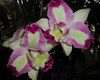 orchids.JPG
