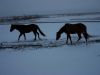 Horses.jpg
