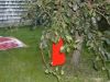 Dogleg Tree.JPG