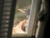 Bird_Nest_2.jpg