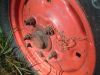 2010__Deck_and_Treees_(4-30)_114.jpg
