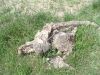 5-28-2009_garden,_etc__021.jpg