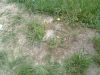 5-28-2009_garden,_etc__029.jpg