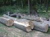 Ash_Trees_Down_(Small).jpg