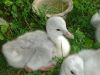 Cygnet_(Small).jpg