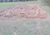 garden_plot_11-23-2012.jpg