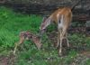 2009-Fawn-3.jpg