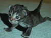 avatar_cat_2.gif