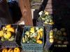 smallgourds2.jpg