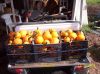 smallpumpkins1.jpg