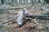 2015_Deer_1_(Medium).jpg