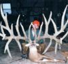 BIG_BUCK.jpg