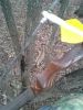 Deer_11-26-2015_a.jpg