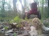 Mushroom_(Small).jpg