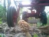 Mushroom_1_(Small).jpg