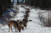 deer_1.jpg