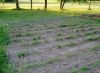 Onions,_Beets_and_Carrots_Plot_2_28_May,_2011_(640x468).jpg