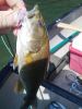 Small_Mouth_Bass.jpg
