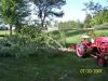 tree-cub_2.jpg