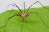 Harvestmen_Close_Macro.jpg