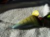 Filename=super_top_prop_TC_paint_job_#1_bluegill.jpg
Filesize=178KB
Dimensions=400x300
Date added=Nov 22, 2009 super_top_prop_TC_paint_job_#1_bluegill.jpg