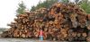 Filename=Log_pile_IMG_1824_small.jpg
Filesize=83KB
Dimensions=491x234
Date added=Jan 27, 2013 Log_pile_IMG_1824_small.jpg