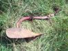 100_3556.JPG
