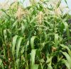 corn-e1298940270240-300x294.jpg