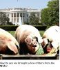 critters~0.jpg