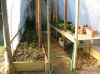 greenhouseinside.JPG