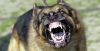 mean-dog_-_Copy.jpg