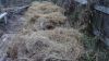 mulch.JPG