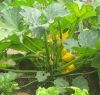 summer-squash-plant-e1302746218300.jpg