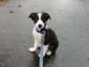 newdog1.JPG