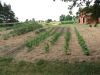 corn_garden_(Small).jpg